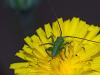 Tettigonia viridissima